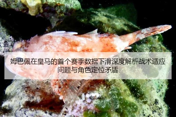 姆巴佩在皇马的首个赛季数据下滑深度解析战术适应问题与角色定位矛盾